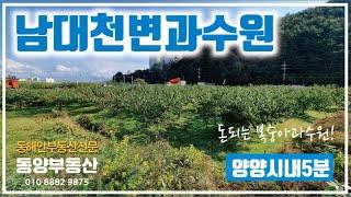 남대천앞 과수원#양양부동산#속초부동산#양양토지#양양전원주택