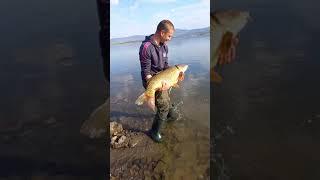 Carp 18.200 12.04.2022 Ivailovgrad dam