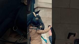 HORSE IS USED TO SELFIES!  | Horse Guards, Royal guard, Kings Guard, Horse, London, 2024