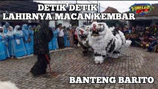 Lahirnya Macan Kembar Banteng Barito #bantengan