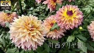 【4K HDR Dahlia】Kawanishi Dahlia Garden 2024 . 川西ダリヤ園2024年