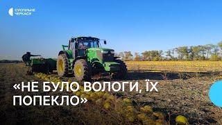 Фермери збирають урожай гарбузів на Черкащині