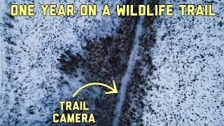 We Left a Trail Camera on a Trail in the Woods FOR A YEAR Here's what happened! The Wildlife Highway