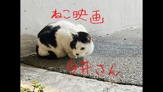 猫映画　今井さん　その2