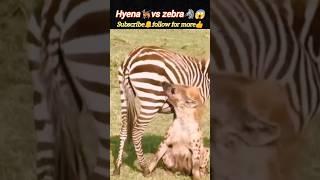 hyena‍vs zebra | zebra vs hyena battle | hyena attack | animal life | @DeadlyFoorest | #shorts