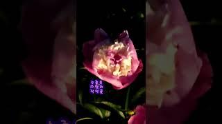사랑의 고백 작약꽃. Love Confession Night Flower.