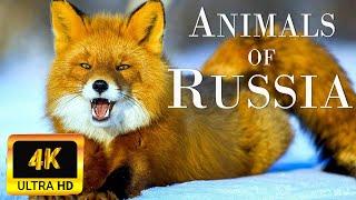 Animals Of Russia 4K | Scenic Wildlife Film With Calming Music - Meditation Music | 4K UHD Vdieo