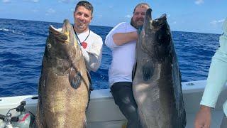 The most big black grouper I’ve ever seen ￼￼￼