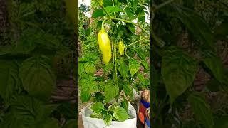 Bell Pepper #vegetables #bellpeppers #bellpepper #red #green #plants #shorts