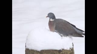 Woodpigeon Eating Snow 雪を食べるモリバト