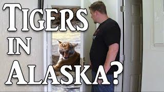 Unpredictable Alaska - My first Adobe Premiere Project