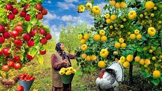 Picking Fresh Apples and Quince, Making Jam and Pies. @Kənd Dadı | A Taste of the Village