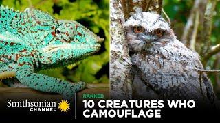 10 Creatures Who Are Camouflage Masters  Smithsonian Channel