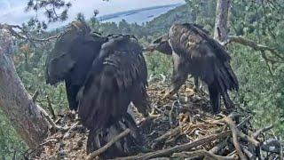 White-tailed eagles | Thug of war between eaglets on fish tail | July 11, 2024