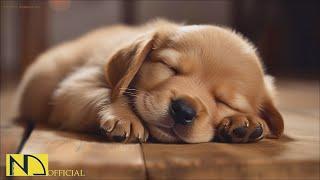 20 HOURS of Dog Calming MusicDog Relax MusicAnti Separation Anxiety Relief Music⭐ NadanMusic