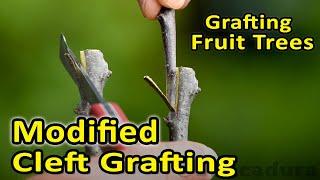 Grafting Fruit Trees | Modified Cleft Graft | Best option for different diameter scion and rootstock