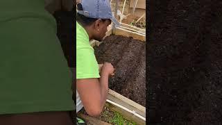 Succession planting carrots for continuous harvest