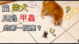 柴犬「好奇指數」測試，反應讓人出乎預料的⋯ ｜柴犬柚醬 醬拔頻道｜