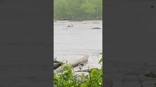 Geese Out Enjoying The Rain. Even Heard A Hen Wood Duck. #nature #outdoors