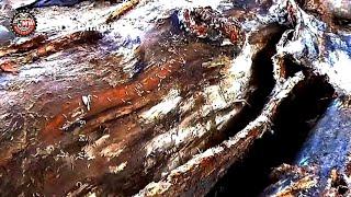 Must Be Careful || Discovery of Rare Animals in Wood