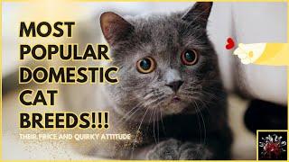 Most Popular Domestic Cat Breeds!!! Their Price and Quirky Attitude