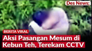Viral, Aksi Pasangan Mesum di Tengah Kebun Teh Kemuning Karanganyar, Tak Segaja Terekam CCTV.