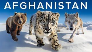 The Wildlife Enthusiast's Guide to Afghanistan