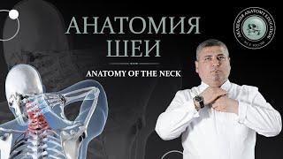 Анатомия шеи / Anatomy of the neck. Мышцы, треугольники и фасции шеи