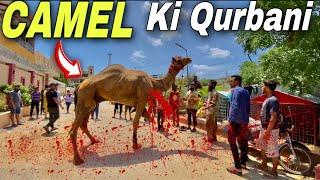 Dangerous Camel Ki Qurbani Hogai  !!