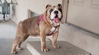 English Bulldog gets her first heat cycle