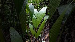 Una ruta para observar una variedad de palmas #naturaleza #nature #amazonia #tena #mundoperdido