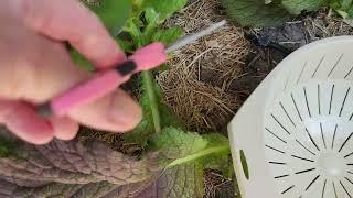 Giant Japanese Red Mustard Greens 