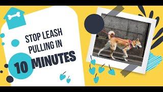 How to Stop Leash Pulling in 10 Minutes: Solid K9 Training