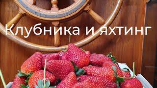 Клубничка в яхтинге.Яхтсмены стали рабами на плантациииКормим лошадей клубникой! Детский труд