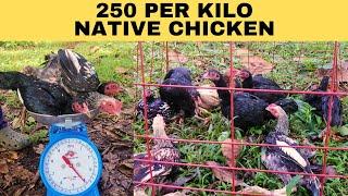 May bumili na ng per kilo sa aking native chicken