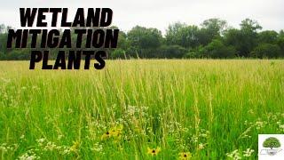 Wetland Mitigation Habitat Plants - TN Nursery