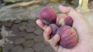 Backyard Figs Harvest: A Day in the Life of Home Gardening