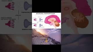 Допа Мукуна: Настроение, Энергия... и Либидо? #допамукуна #либидо #mucunapruriens #l-dopa