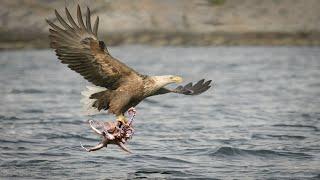 Shocking Video - Eagle Attack Octopus Success