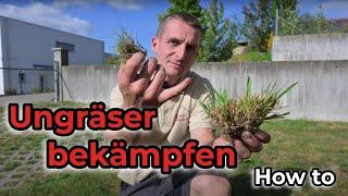 Combatting Foxtail and Weeds in Your Lawn | ImmoTrainer Wetzikon - Caretaker