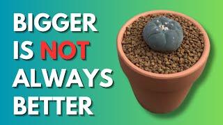 7 Compelling Reasons to Buy Small, Younger Cacti over Large, More Mature Cacti