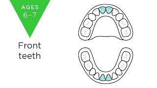 When do baby teeth fall out?