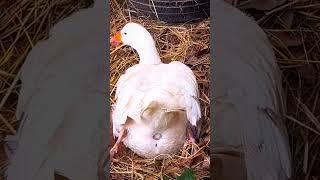 Duck laying Egg