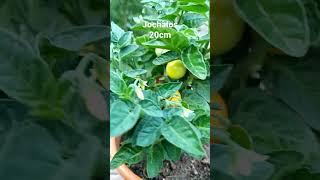 Tomate Jochalos Micro Dwarf 20cm