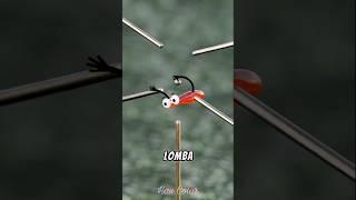 Indro Siap Lomba Lari #oddlysatisfying #shorts #comedy  #shortvideo