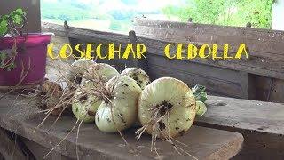 Cosecha cebollas de bulbo || Cultivo Cebolla || Tu Huerto Facil || #tuhuertofacil