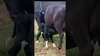 Cow have children beautiful songs