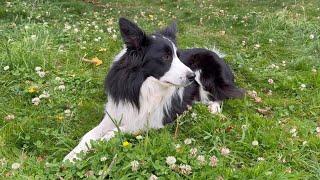 Get to know Echo the border collie