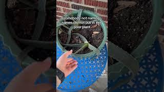 Rescuing Aloe again #tiktokvideo #gardening #zone6b #plants