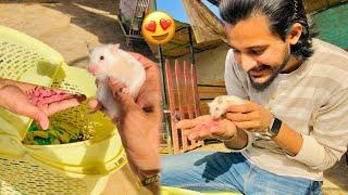 Hamsters Ne Such Me Bache De Diye Choty Choty Baby Hamsters Agye